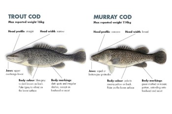trout-cod